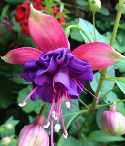 Hello-Hello-Plants-Fuchsia-‘Charm-Rose-Purple