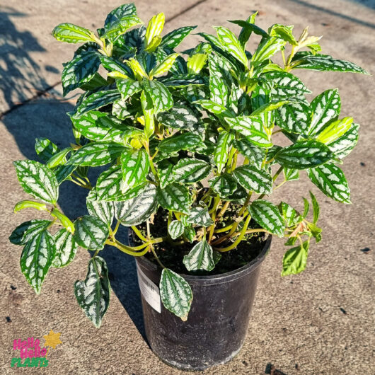 Pilea cadierei 'Aluminium Plant' 5" Pot