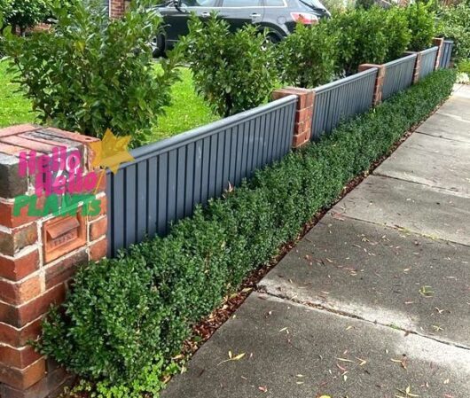 Buxus 'English Box' 3" Pot