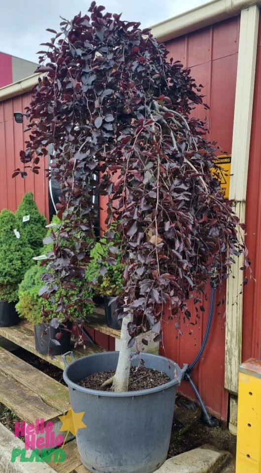 Fagus 'Purple Copper Beech' Weeping 100L Pot