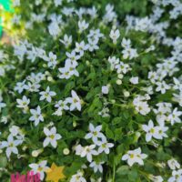 Pratia 'White Star Creeper'