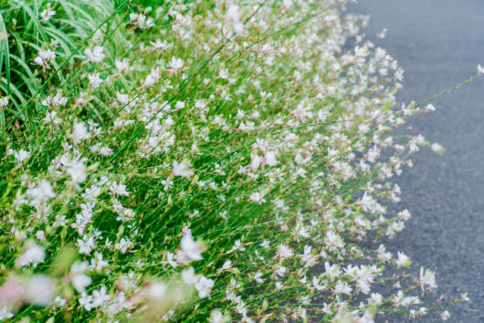 Gaura 'White' Butterfly Bush