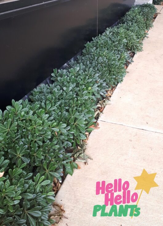 Pittosporum 'Miss Muffet'
