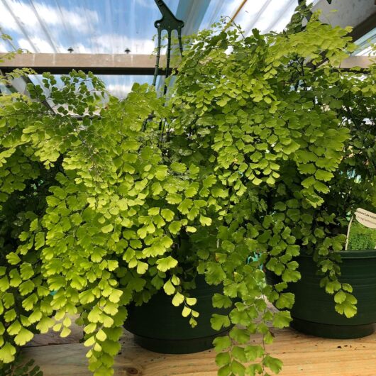 Adiantum 'Maidenhair Fern' 8" Pot (Hanging Basket)