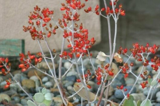 Kalanchoe 'Silver Spoons' 8" Pot