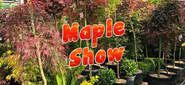 Maple Show 2021!
