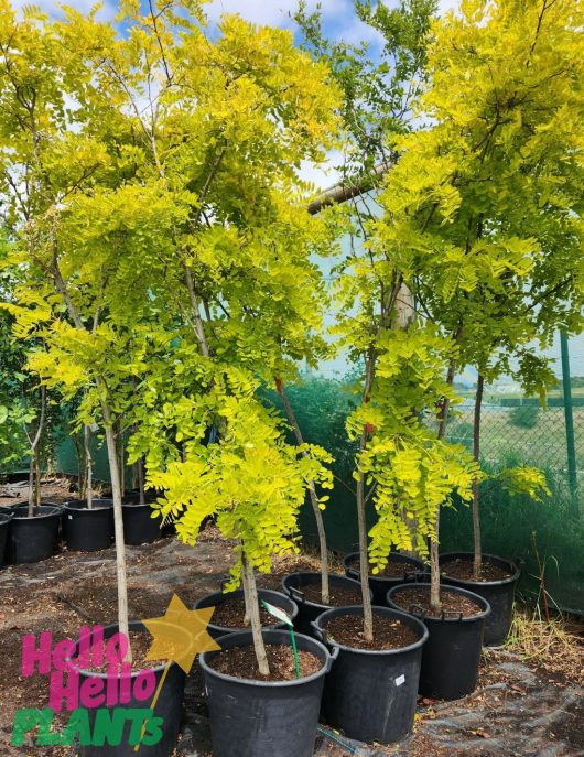 Robinia pseudoacacia Frisia Golden Honey Locust Tree advanced pots in a row with golden yellow foliage