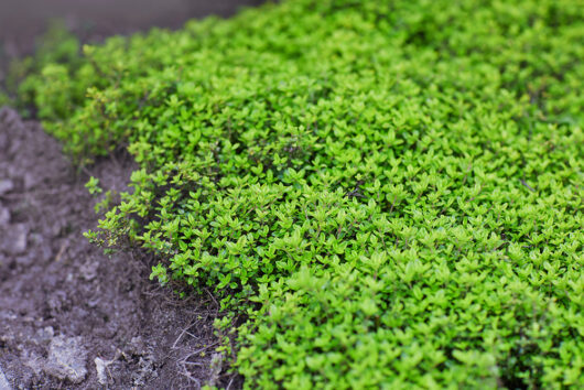 Thymus serpyllum White Creeping Thyme