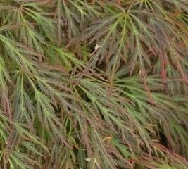 Close-up of delicate, lace-like green and reddish leaves of the Acer 'Bronzewing' Japanese Maple in a 16" pot.
