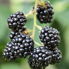 Close-up of ripe Rubus 'Waldo' blackberries clustered on a branch against a blurred green backdrop.