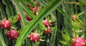 Pitaya 'Dragonfruit' (Hylocereus) features fruits that grow on cactus plants with elongated green stems, available in an 8" pot.