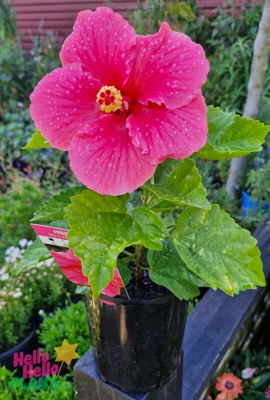 The Hibiscus Rio Clara 'Hot Pink' in a 6" pot is shown outdoors with water droplets on its petals, set against vibrant green foliage.