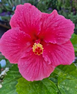 Close-up of Hibiscus Rio Clara 'Hot Pink' in a 6" pot, featuring delicate raindrops on vibrant hot pink petals surrounded by lush green leaves.