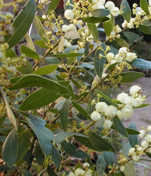 Acacia 'Bridgewater Bay' 8" Pot