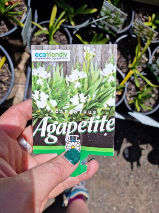 Agapanthus 'Agapetite'
