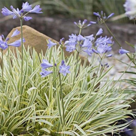 Agapanthus 'Golden Drop' PBR 6" Pot