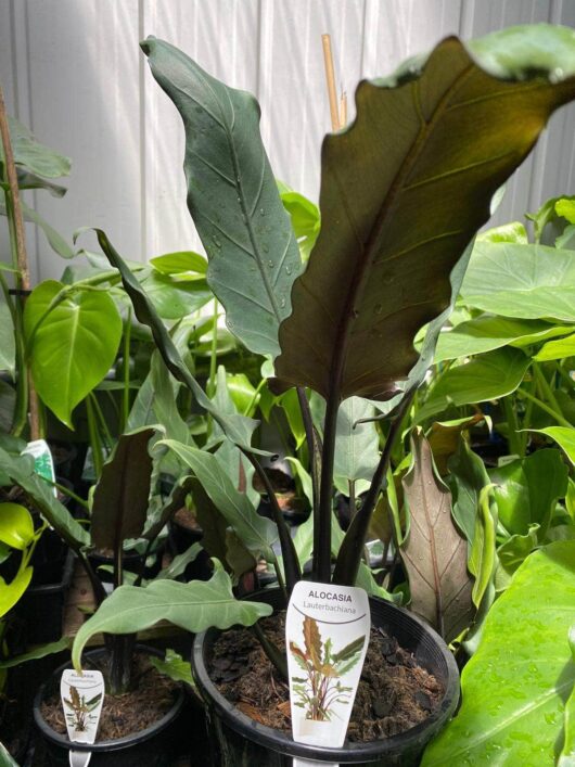 Alocasia 'Purple Sword' Elephant Ear 7" Pot
