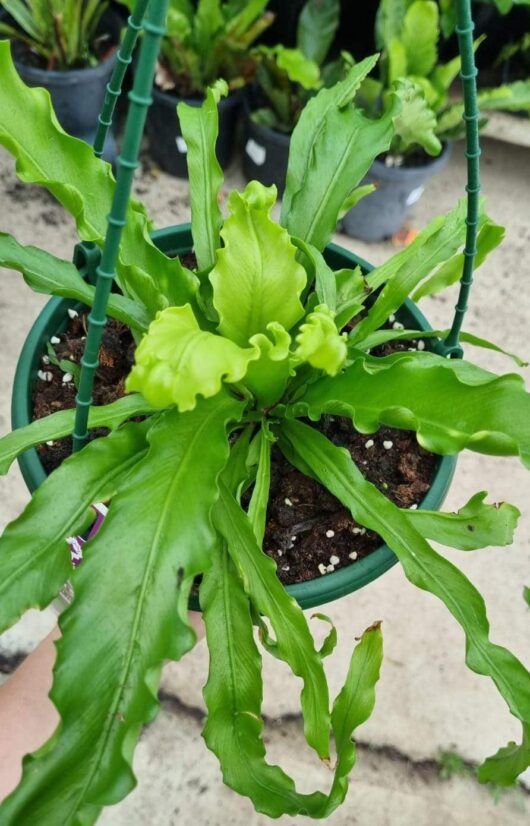 Asplenium 'Victoria' Japanese Birds Nest Fern 8" Pot (Hanging Basket)