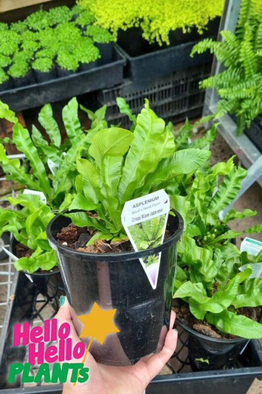 Asplenium nidus 'Crispy Wave' Fern