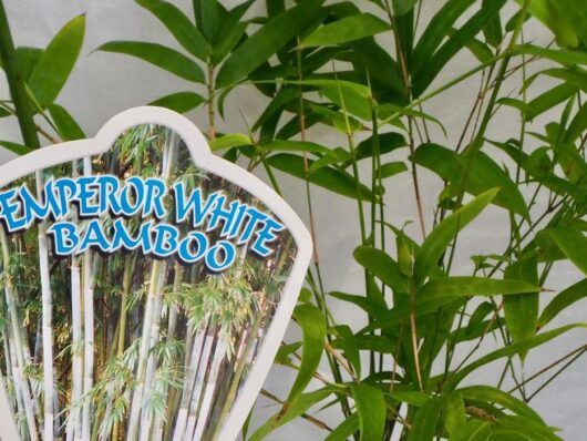 Bambusa 'Emperor White' Bamboo 45L