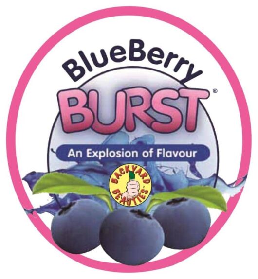 Vaccinium 'Burst®' Blueberry 6" Pot