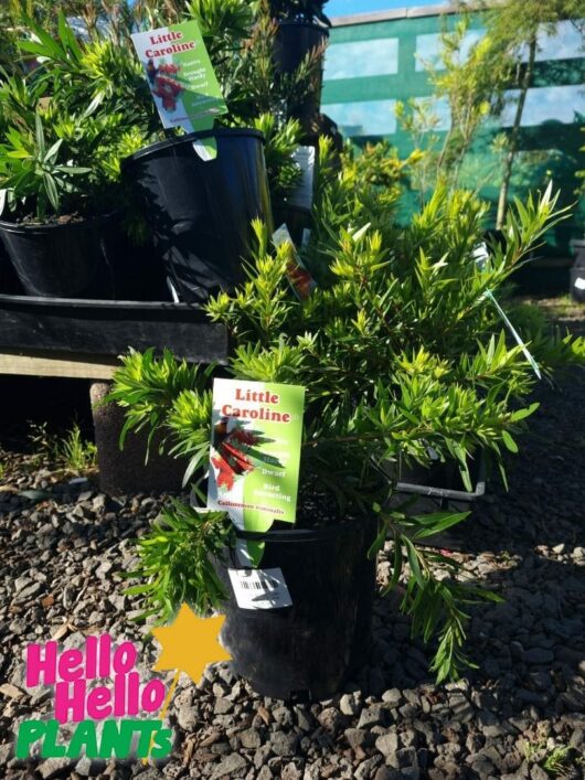 Callistemon 'Little Caroline'