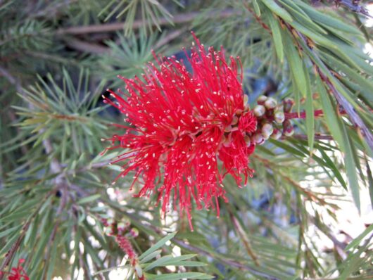 Callistemon 'Brogo Overflow'