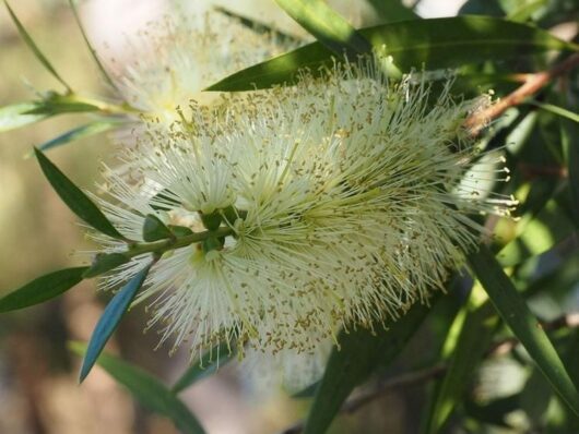Callistemon 'Icy Burst™' Bottlebrush