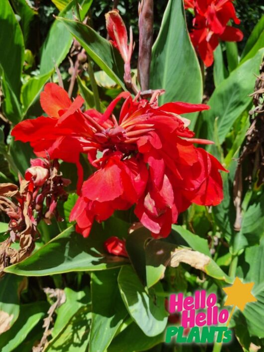 Canna lily Red