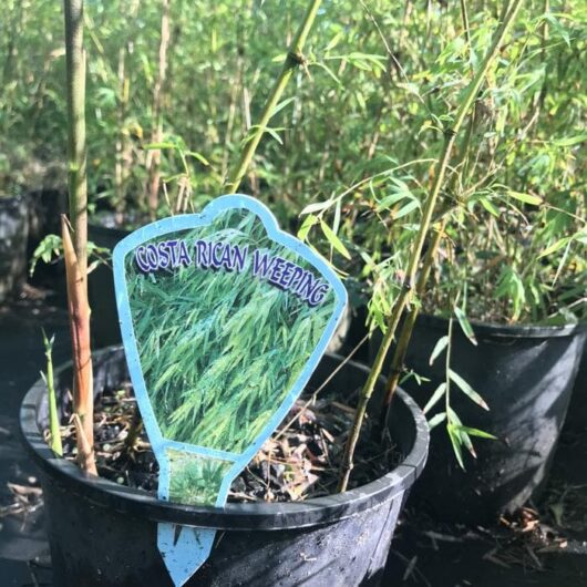 Chusquea 'Costa Rican' Weeping Bamboo
