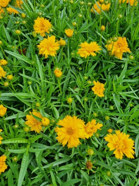 Coreopsis 'Yellow' 8" Pot