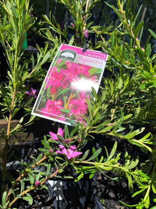 Crowea 'Mallee Superstar' Waxflower 6" Pot