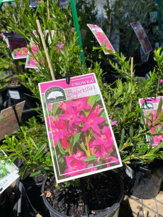 Crowea 'Mallee Superstar' Waxflower 6" Pot