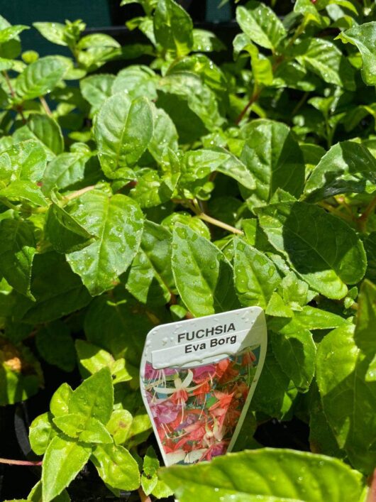 Fuchsia 'Eva Borg' 6" Pot