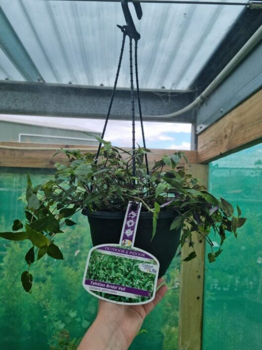 Gibasis 'Tahitian Bridal Veil' 8" (Hanging Basket)