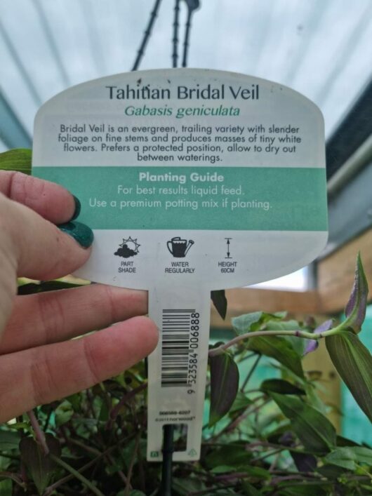 Gibasis 'Tahitian Bridal Veil' 6" Pot