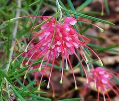 Grevillea 'Silk Carpet' 6" Pot