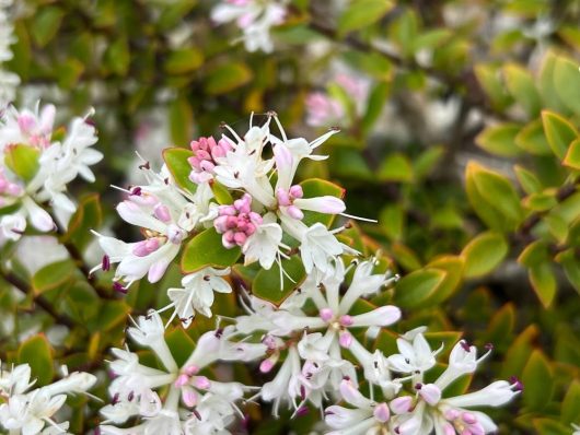 Close-up of white and pink flowers blooming among green leaves in a Hebe 'Wiri Cloud' 10" Pot, featuring the delicate beauty of Hebe 'Wiri Cloud'.