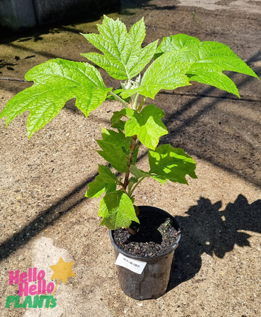 Hello Hello Plants Hydrangea quercifolia 'Oakleaf' 6in Pot