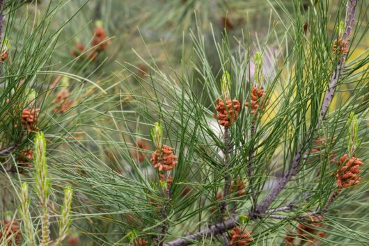 Pinus radiata 'Monterey Pine' 10" Pot