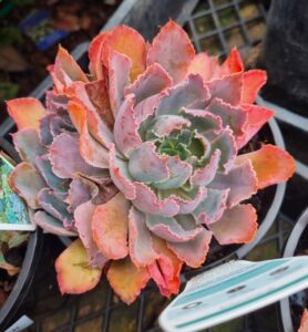 echeveria shaviana succulent pink frills pink foliage