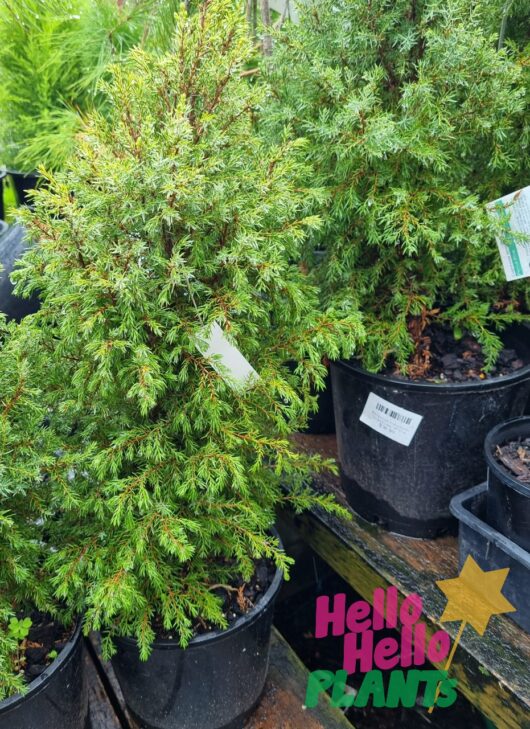Juniperus communis 'Gold Cone' 8" Pot