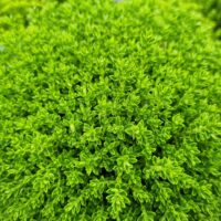 Hebe 'Emerald Green'
