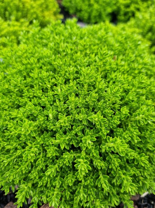 Hebe 'Emerald Green' 6" Pot Growers Flash Sale!