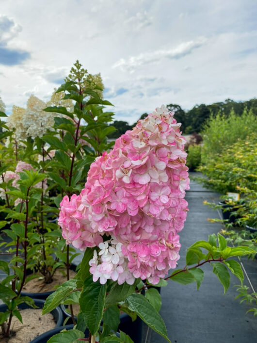 Hydrangea 'Sundae Fraise' 8" Pot