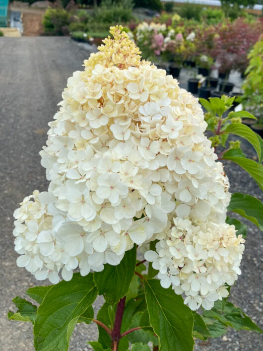 Hydrangea 'Sundae Fraise'
