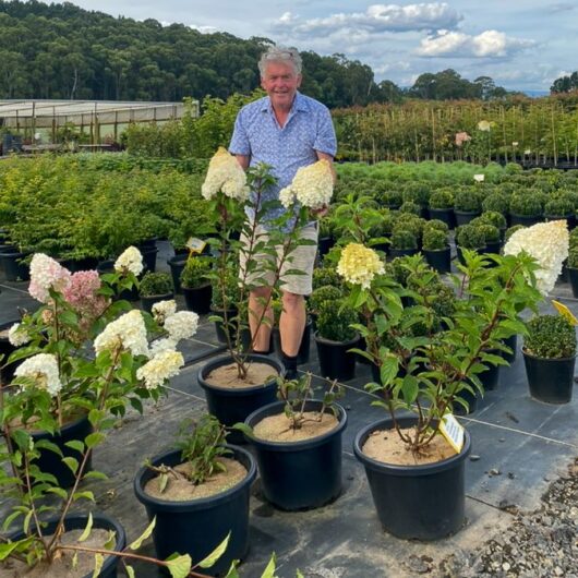 Hydrangea 'Sundae Fraise'