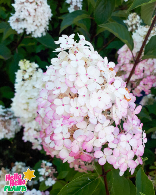Hydrangea 'Sundae Fraise' 8" Pot