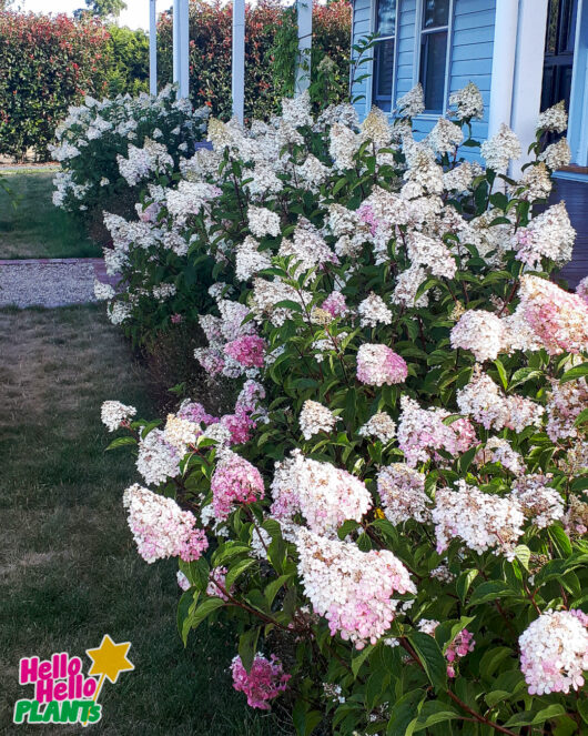 Hydrangea 'Sundae Fraise' 8" Pot
