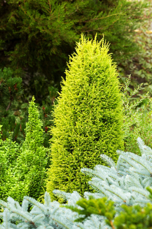 Juniperus communis 'Gold Cone' 8" Pot